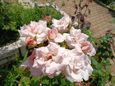 花菜ガーデンのバラ
