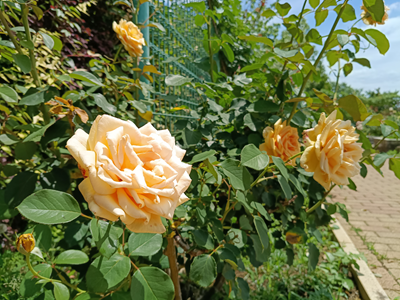 花菜ガーデンのバラ